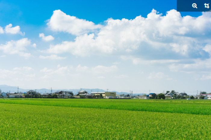 田んぼ