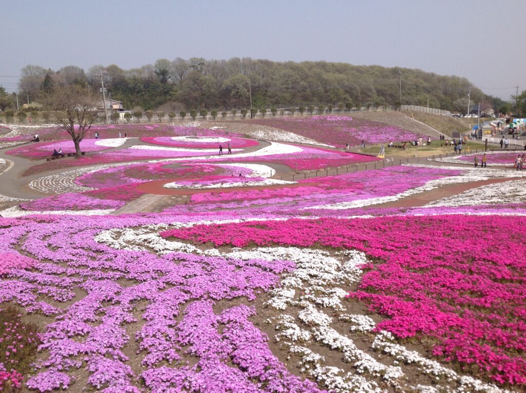 みさと芝桜公園